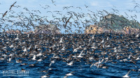 Petrel Station Pelagic Seabird Tours
